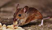24 Hour & Emergency Exterminators in Maharishi University Of Mgmt, IA
